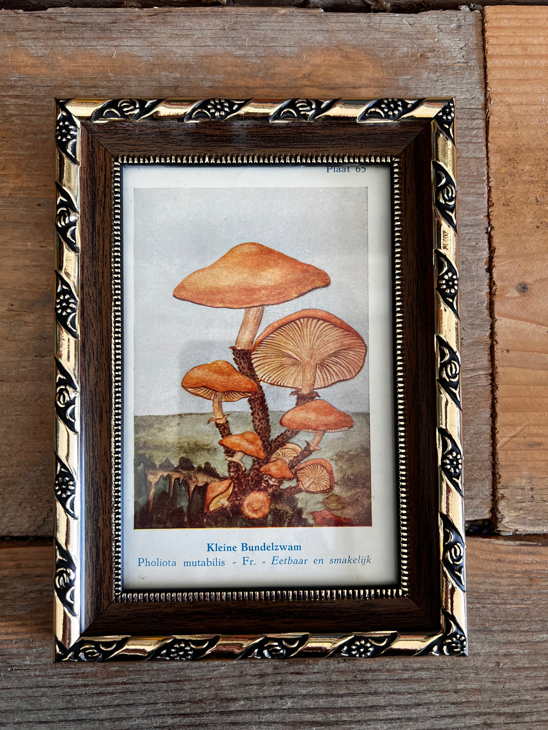Vintage fotolijst met antieke illustratie bundelzwammen