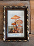 Vintage fotolijst met antieke illustratie bundelzwammen