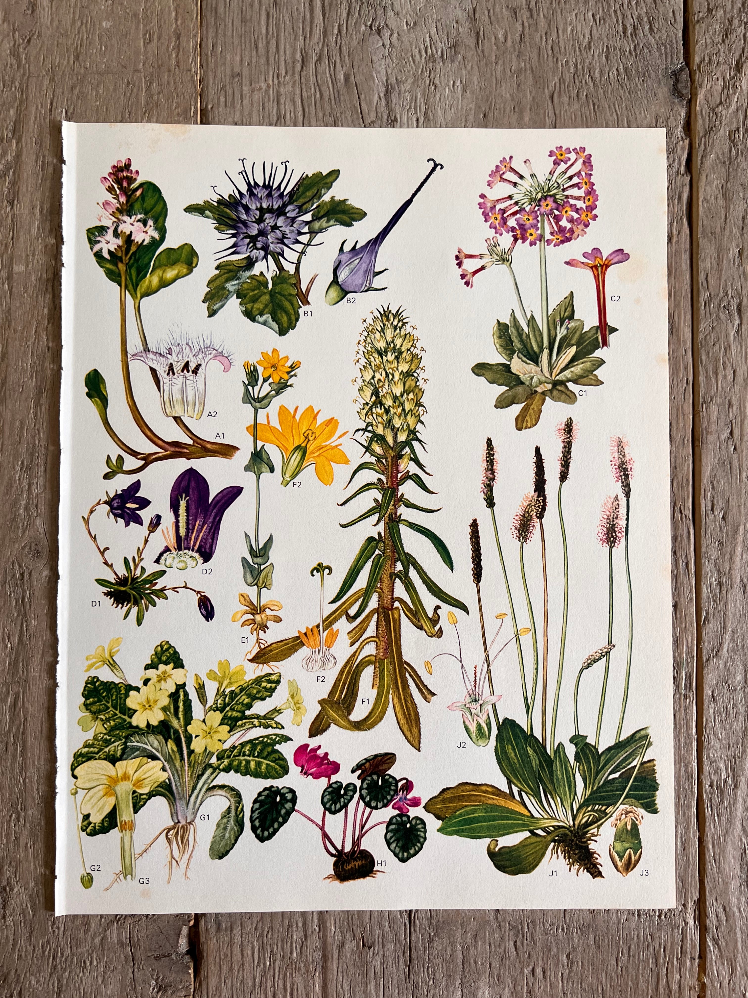 Botanische illustratie cyclaam jaren 70