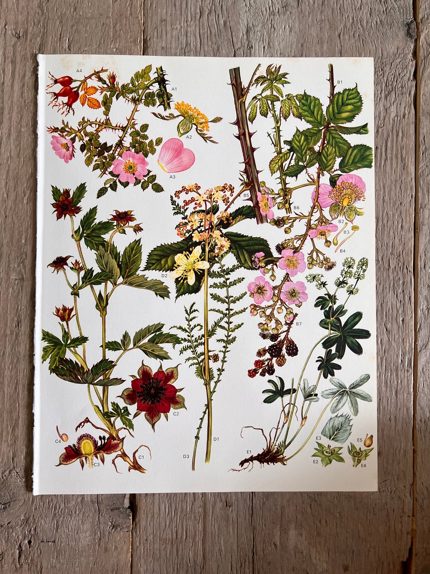 Botanische illustratie braam en rozenbotel jaren 70