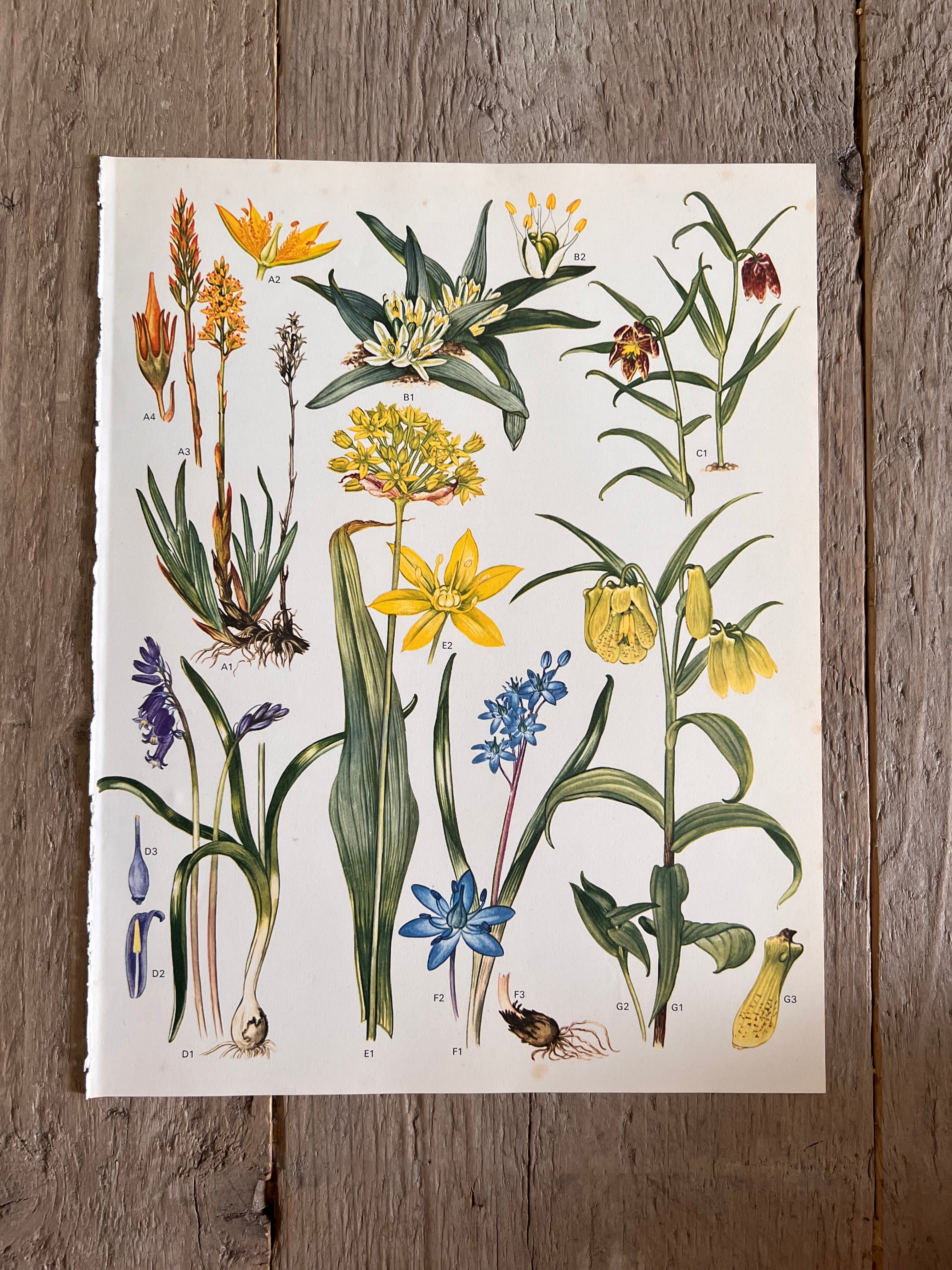 Botanische illustratie kievitsbloem jaren 70