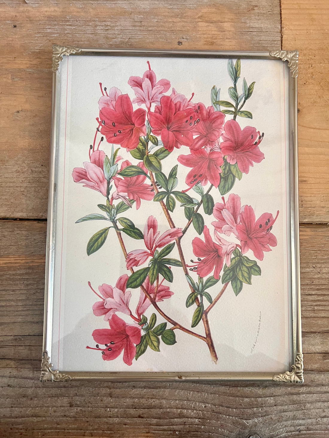 Vintage lijst met rododendron prent
