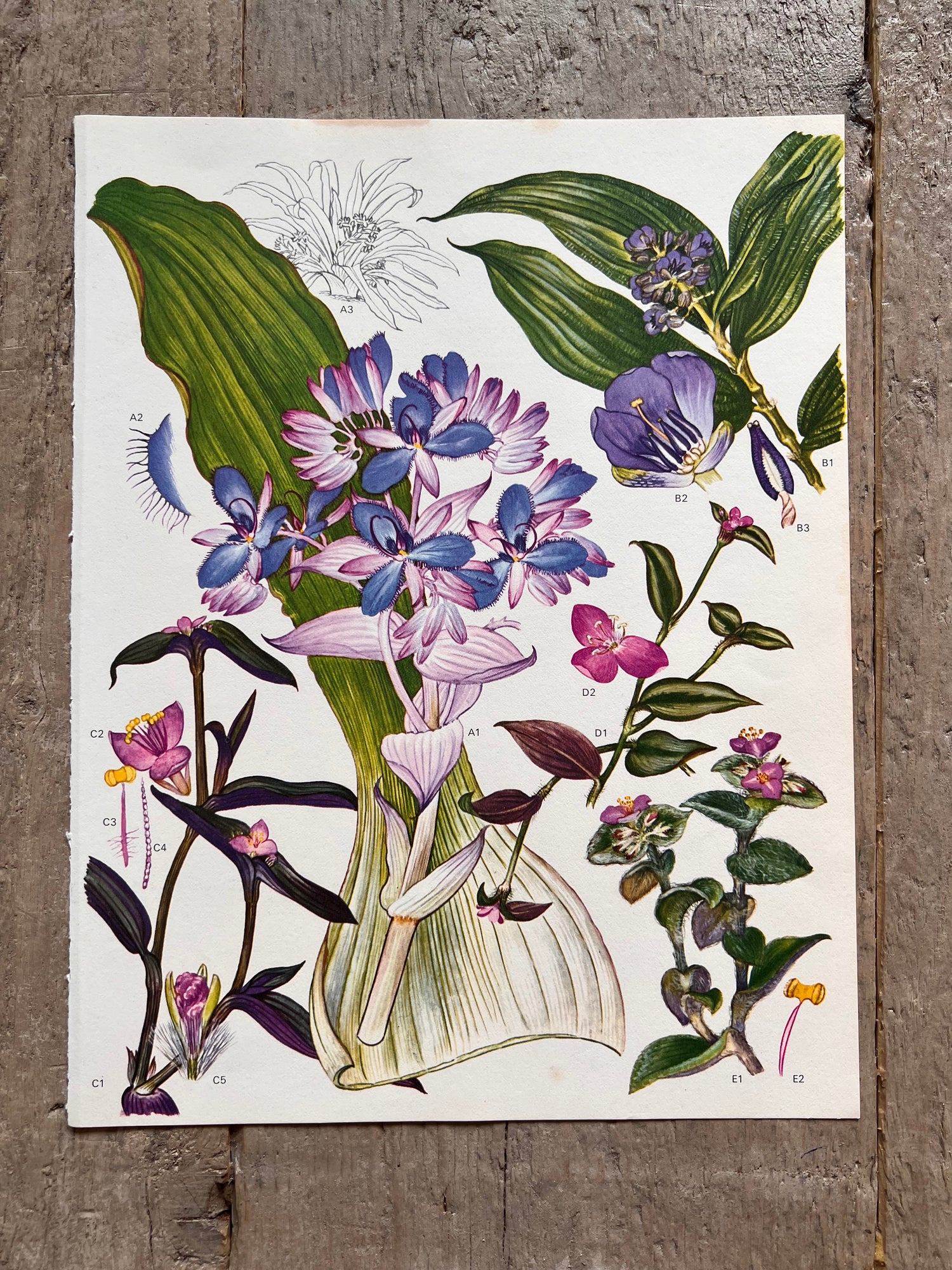 Botanische illustratie paarse en roze bloemen jaren 70