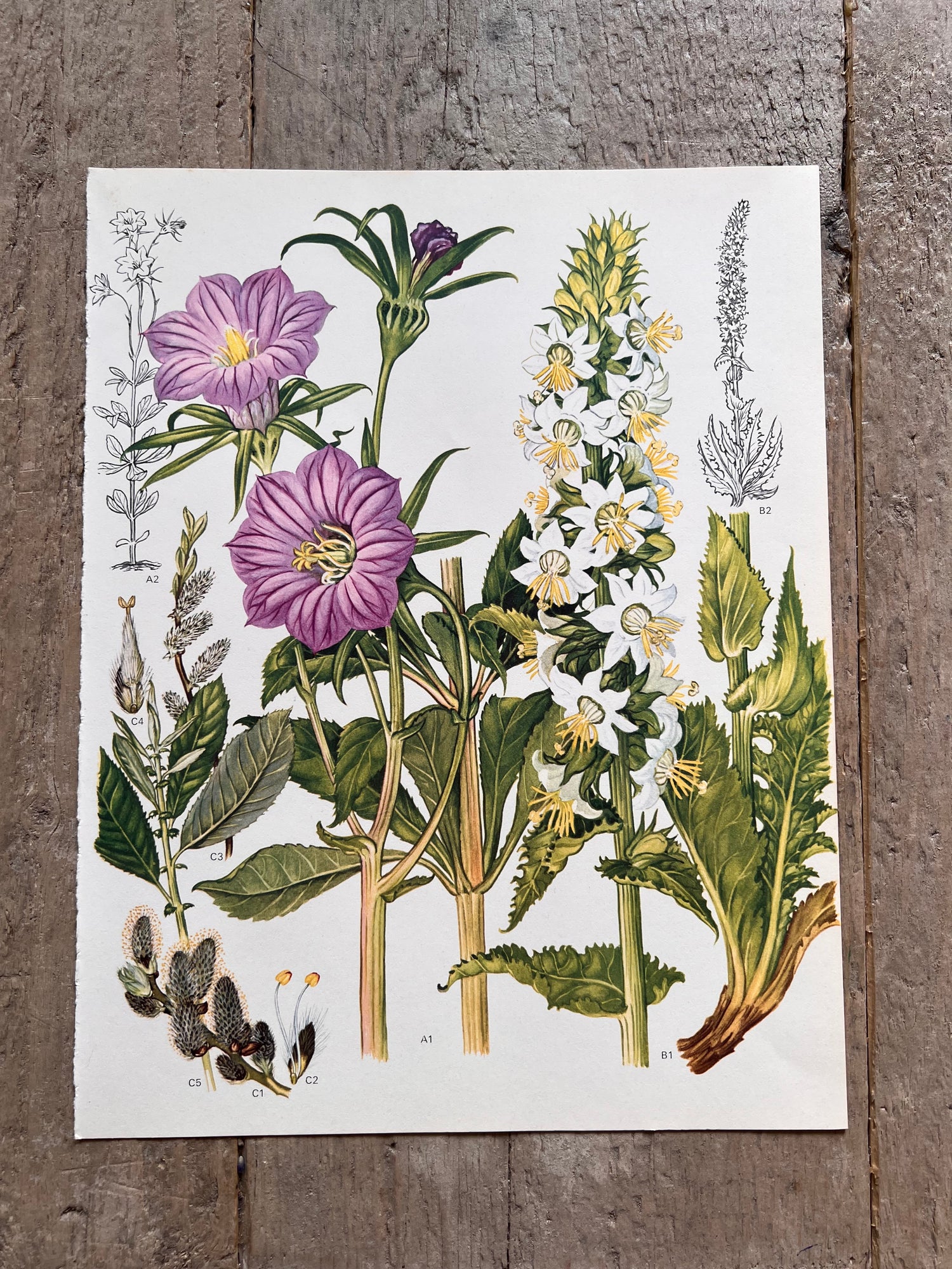 Botanishce illustratie passiebloem jaren 70