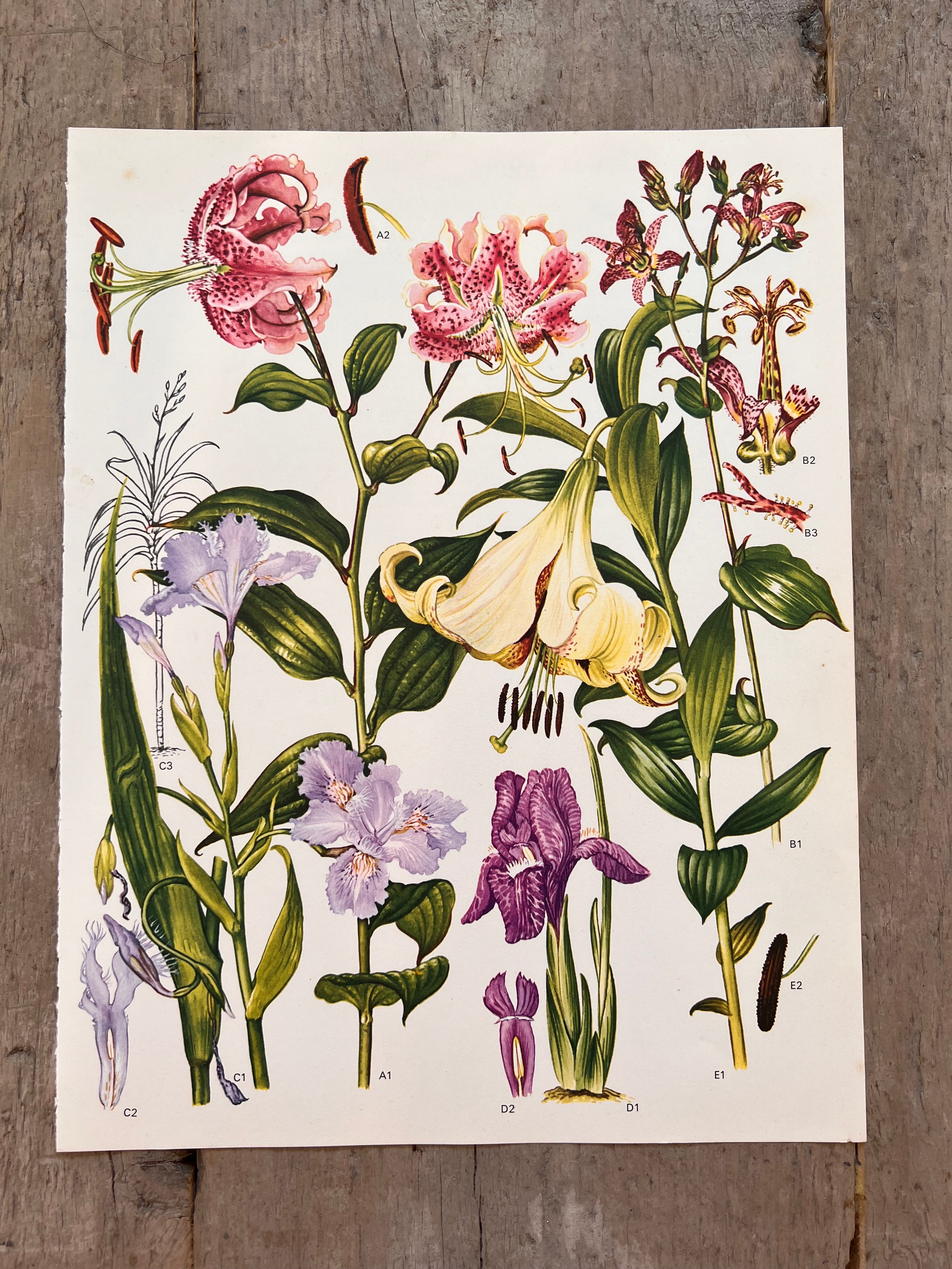 Botanische illustratie van de roze lelie jaren 70