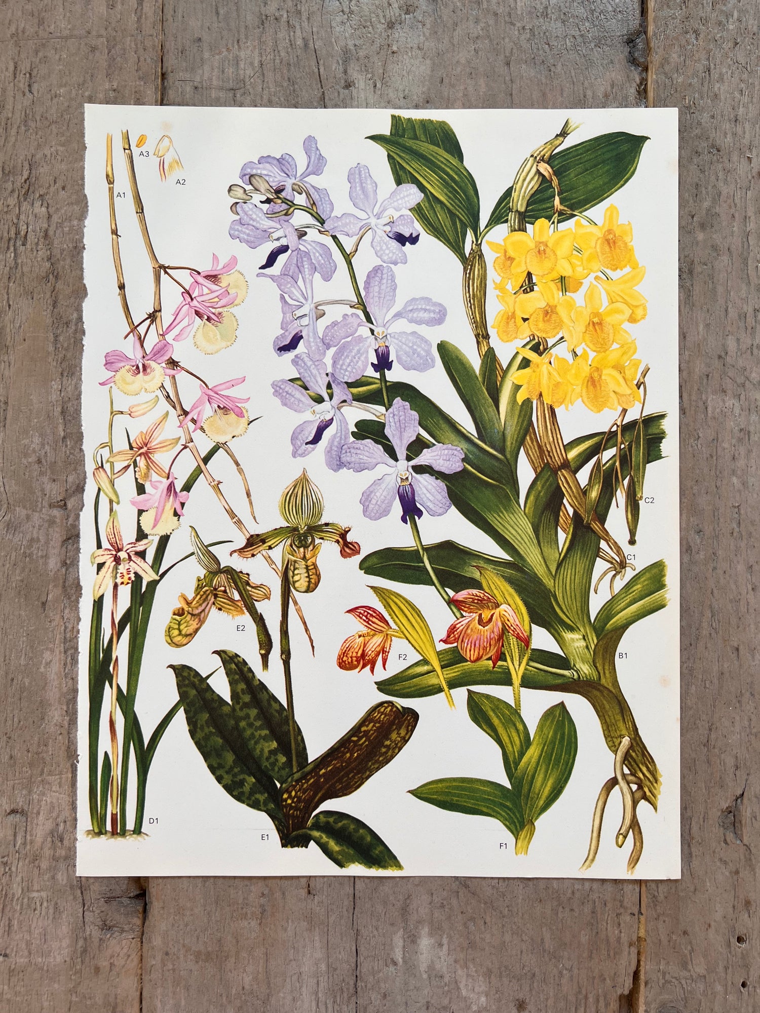 Botansiche illustratie orchideeën jaren 70
