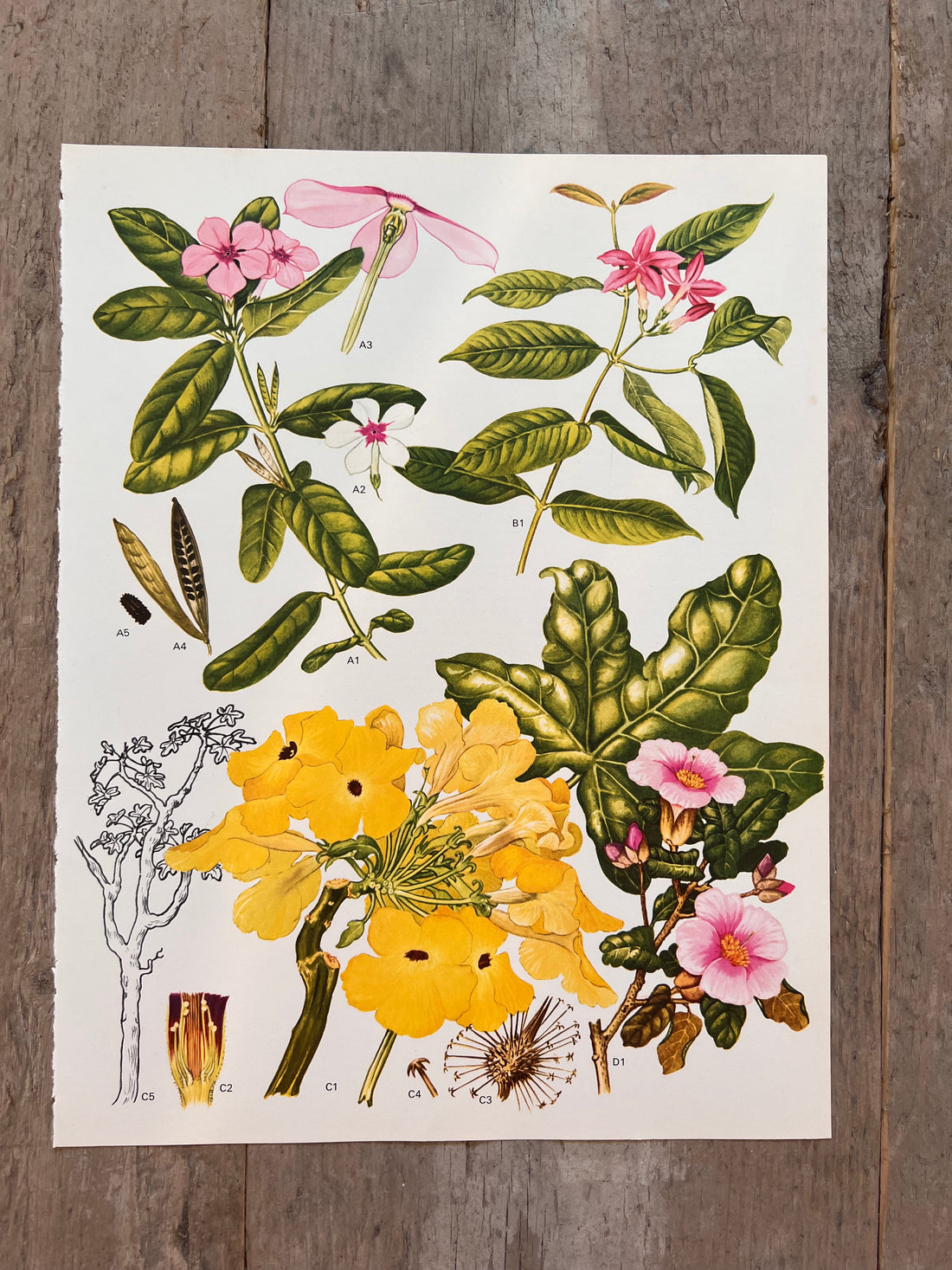 Botanische illustratie Madagaskar bloem jaren 70