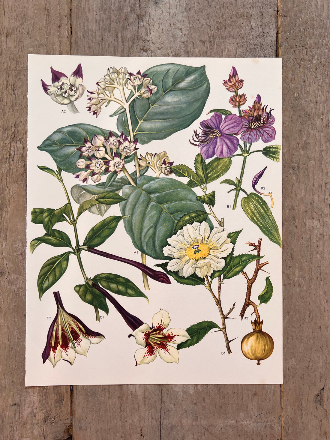 Botanical illustration tropical flower
