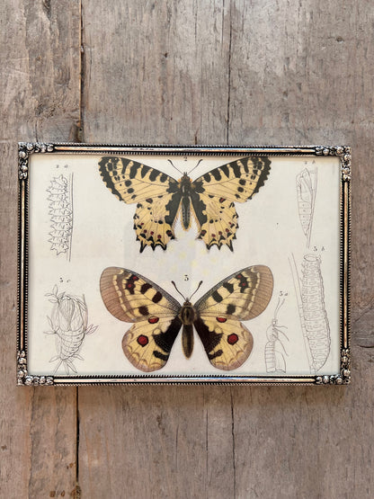 Botanische vlinders in jaren 60 lijstje