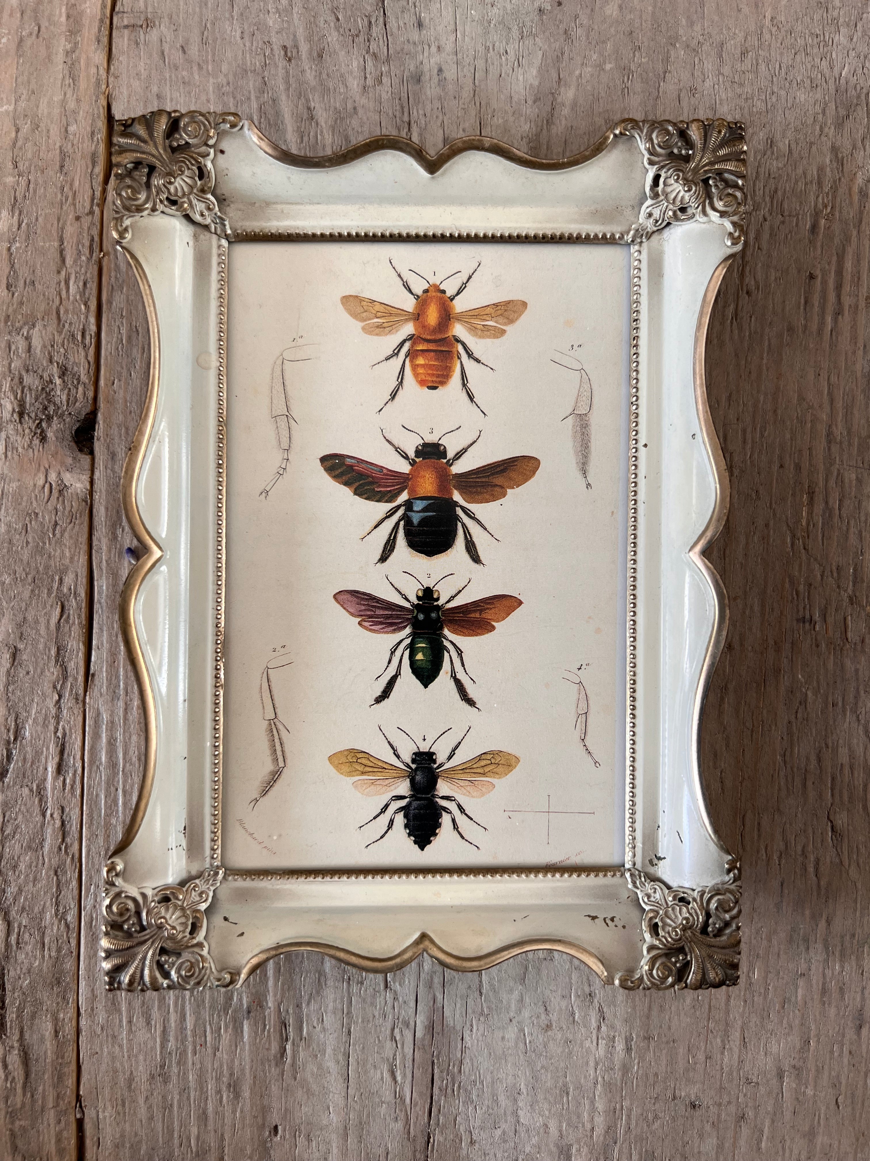 Klassiek lijstje met vintage insecten illustratie