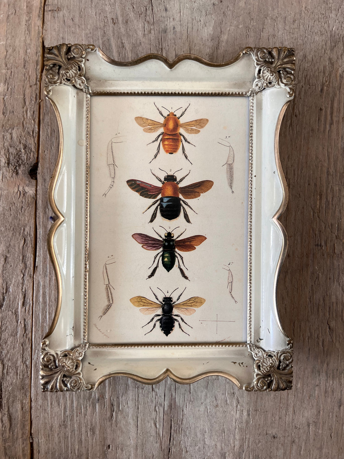 Klassiek lijstje met vintage insecten illustratie