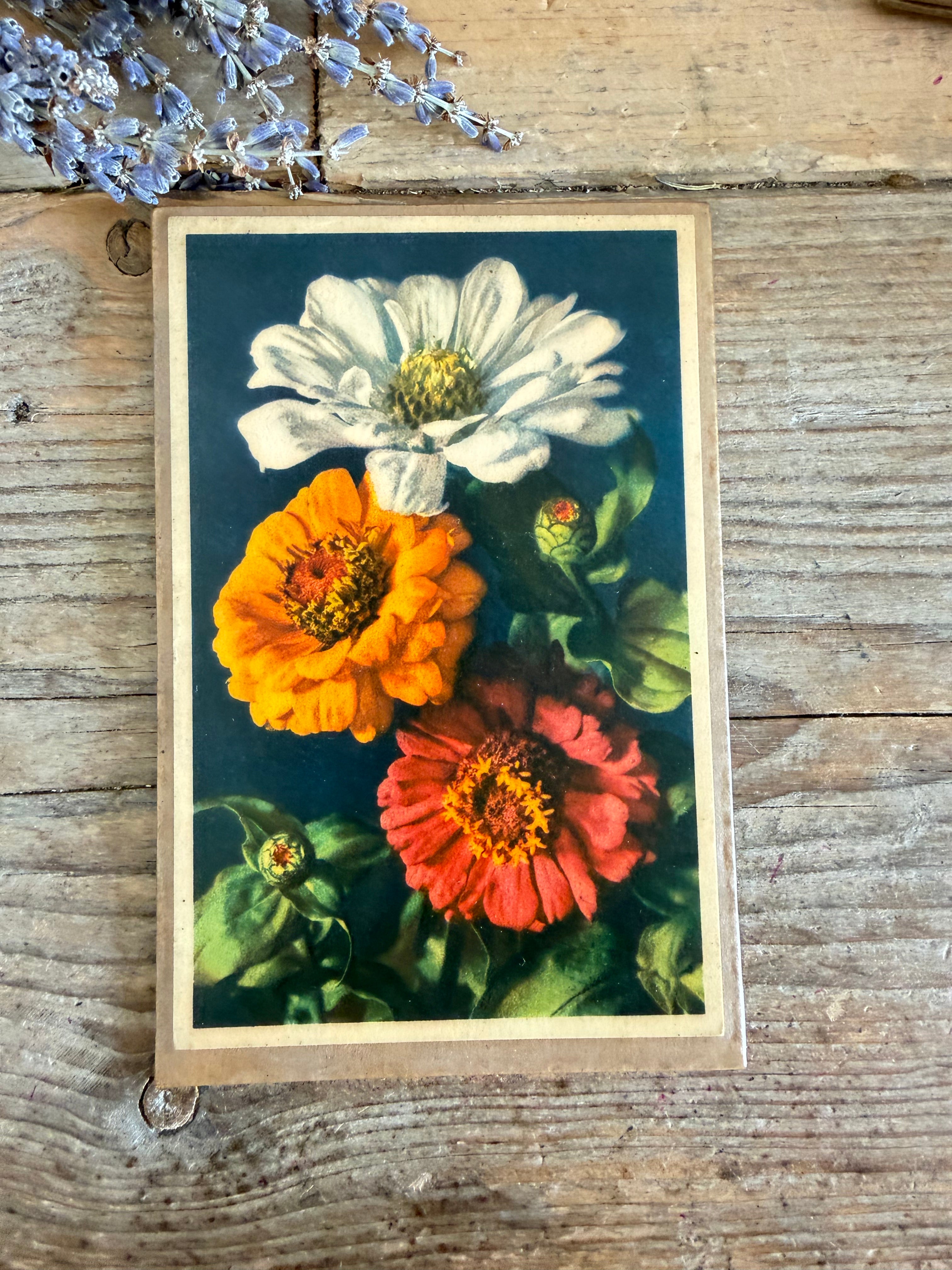 Vntage botanische plaat, vintage bloemenprent,botanische wanddecoratie, herbarium decoratie, botanica interieur, French Light Academia, Sofia&