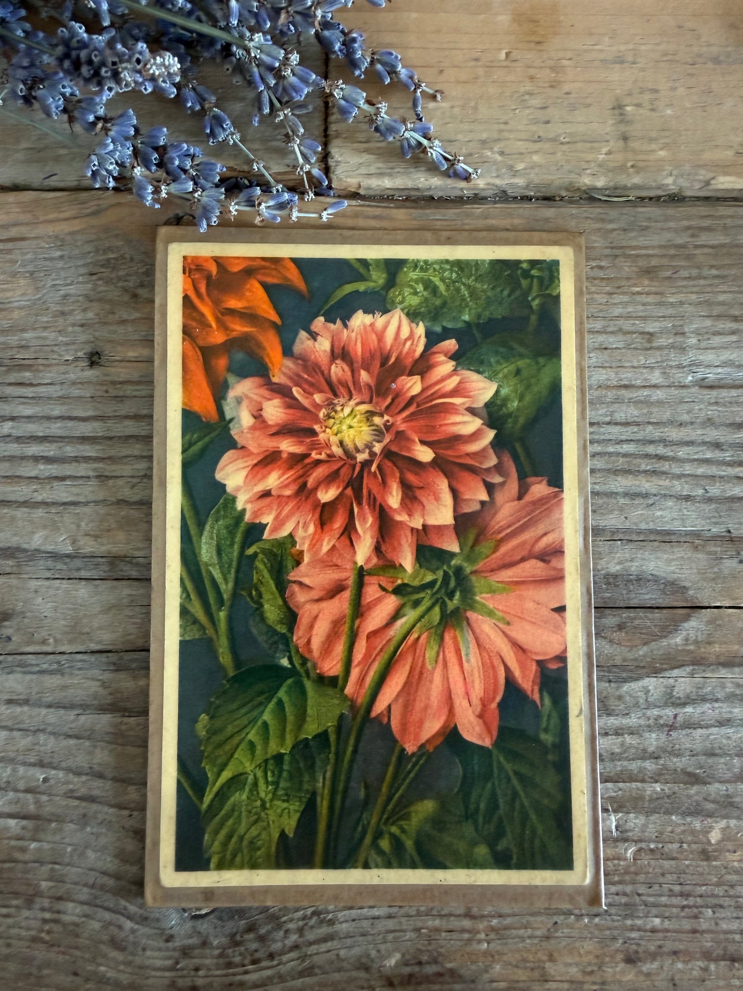 Vntage botanische plaat, vintage bloemenprent,botanische wanddecoratie, herbarium decoratie, botanica interieur, French Light Academia, Sofia&