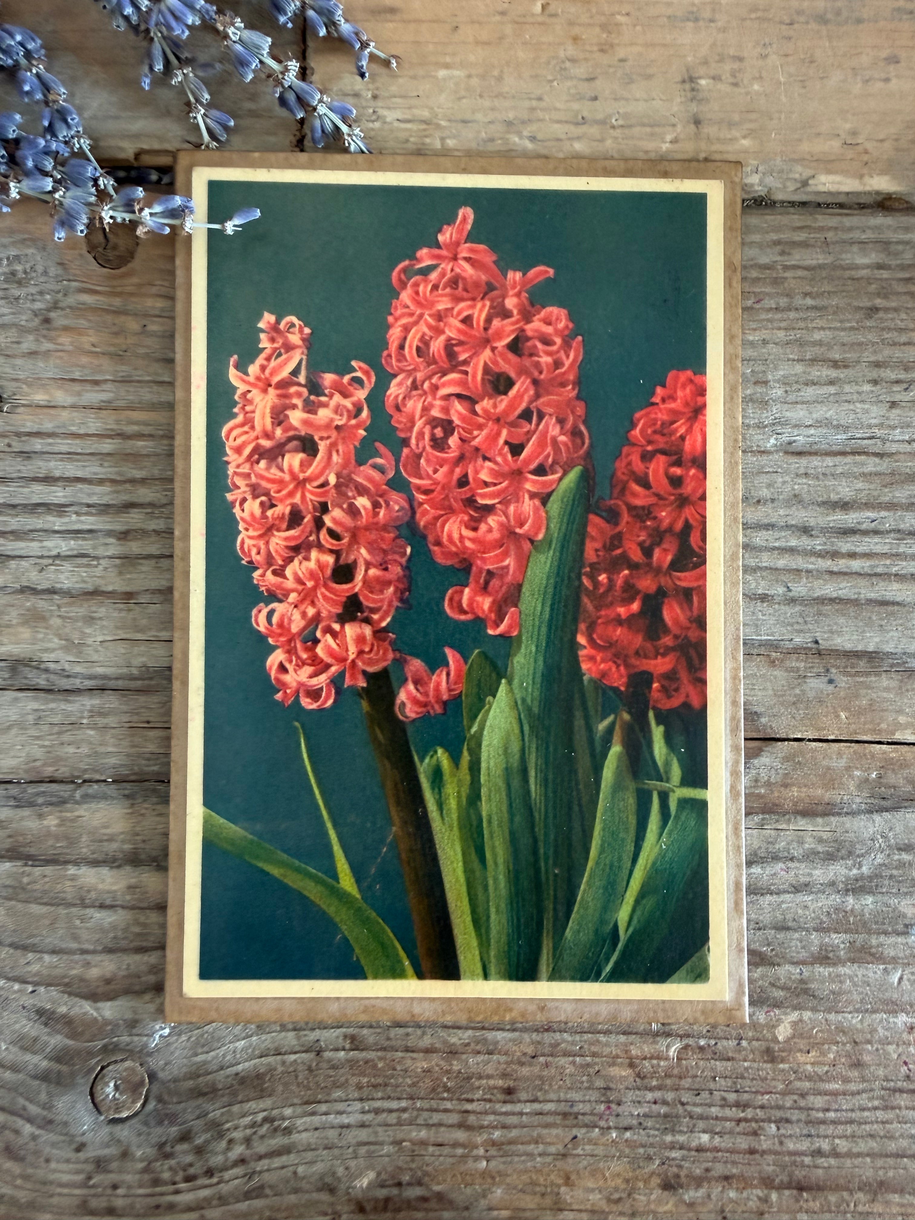 Vintage botanische plaat, vintage bloemenprent,botanische wanddecoratie, herbarium decoratie, botanica interieur, French Light Academia, Sofia&