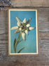 Vintage botanische plaat, vintage bloemenprent,botanische wanddecoratie, Edelweiss, herbarium decoratie, botanica interieur, French Light Academia, Sofia&