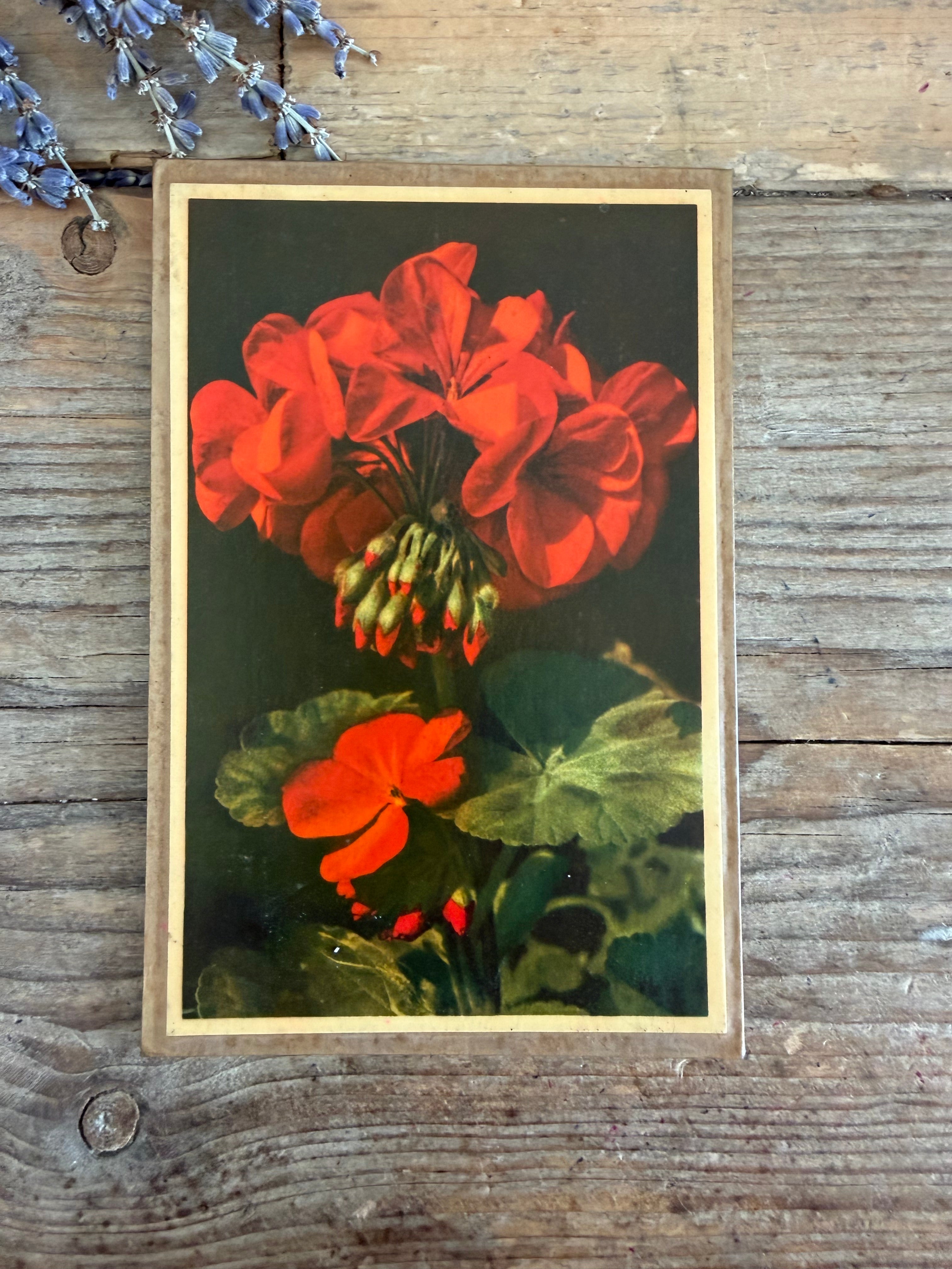 Vintage botanische plaat, vintage bloemenprent,botanische wanddecoratie, herbarium decoratie, botanica interieur, French Light Academia, Sofia&