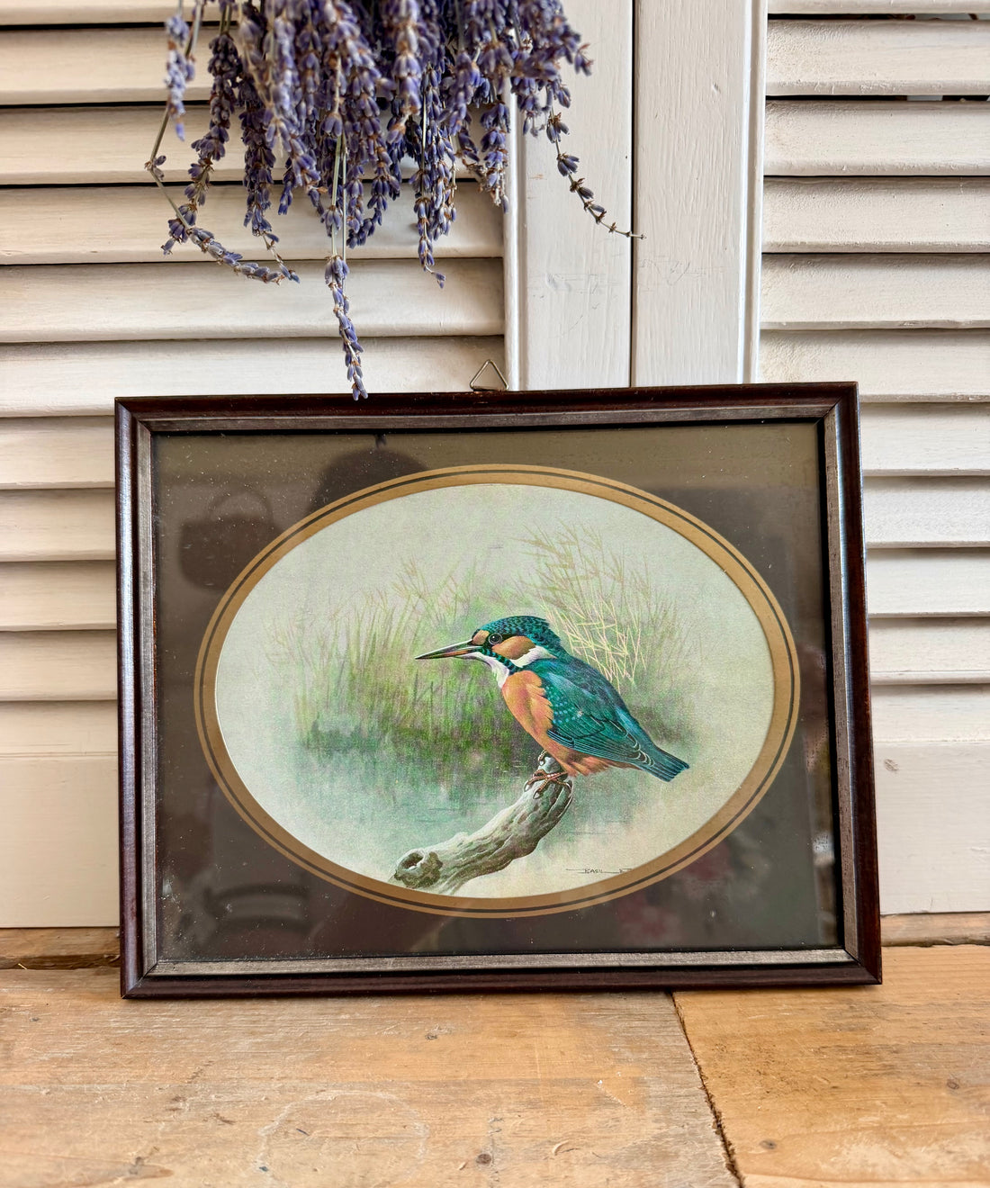 Vintage ijsvogel prent - botanische vogelillustratie