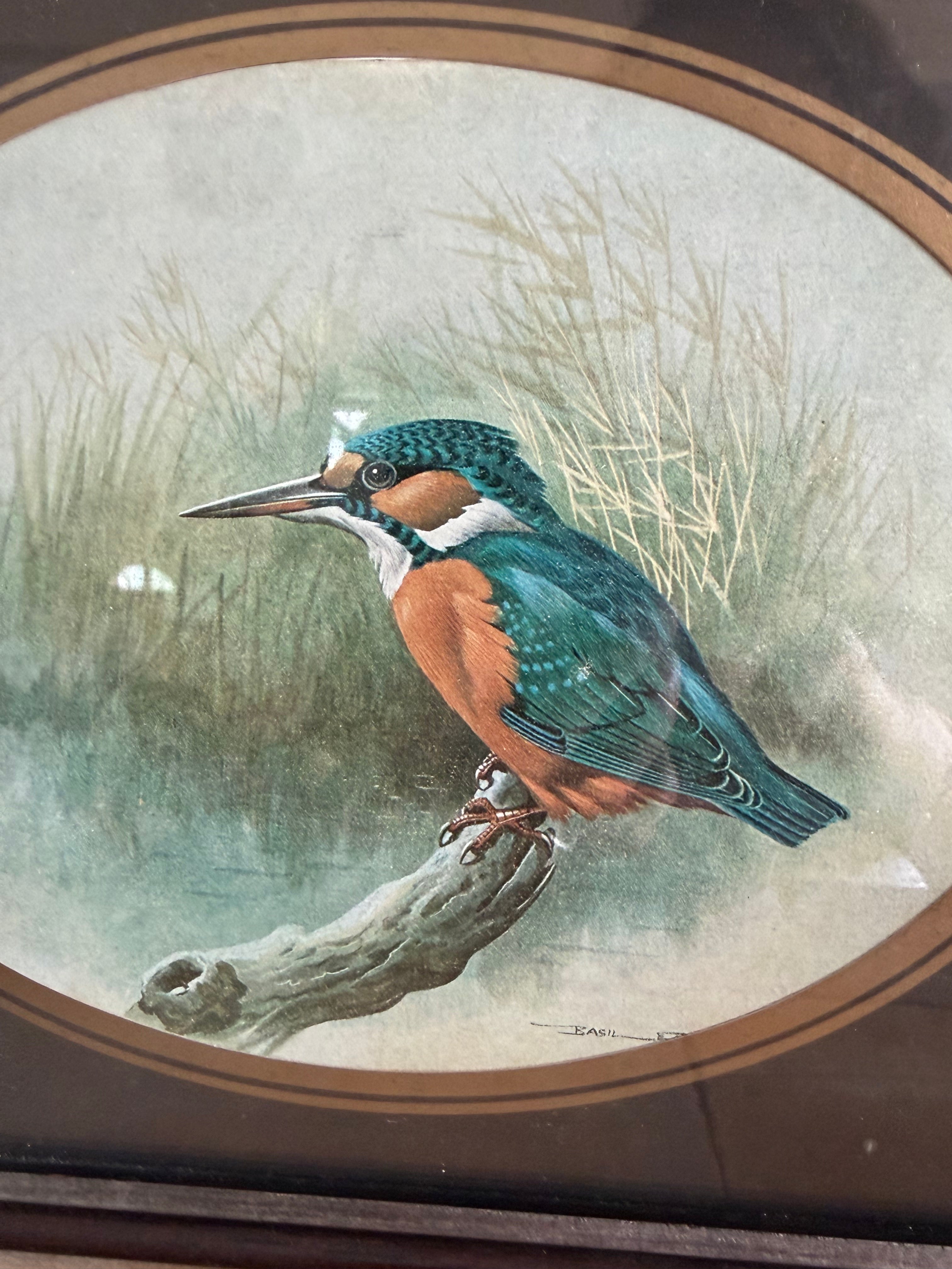 Vintage ijsvogel prent - botanische vogelillustratie, Sofia&