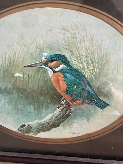 Vintage ijsvogel prent - botanische vogelillustratie, Sofia&