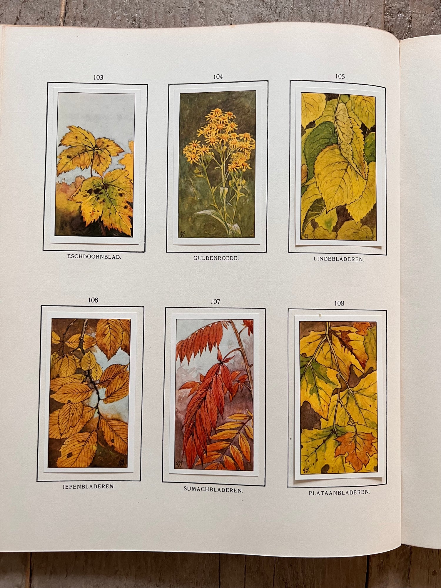 Herfst Verkadeplaatjes boek 1975