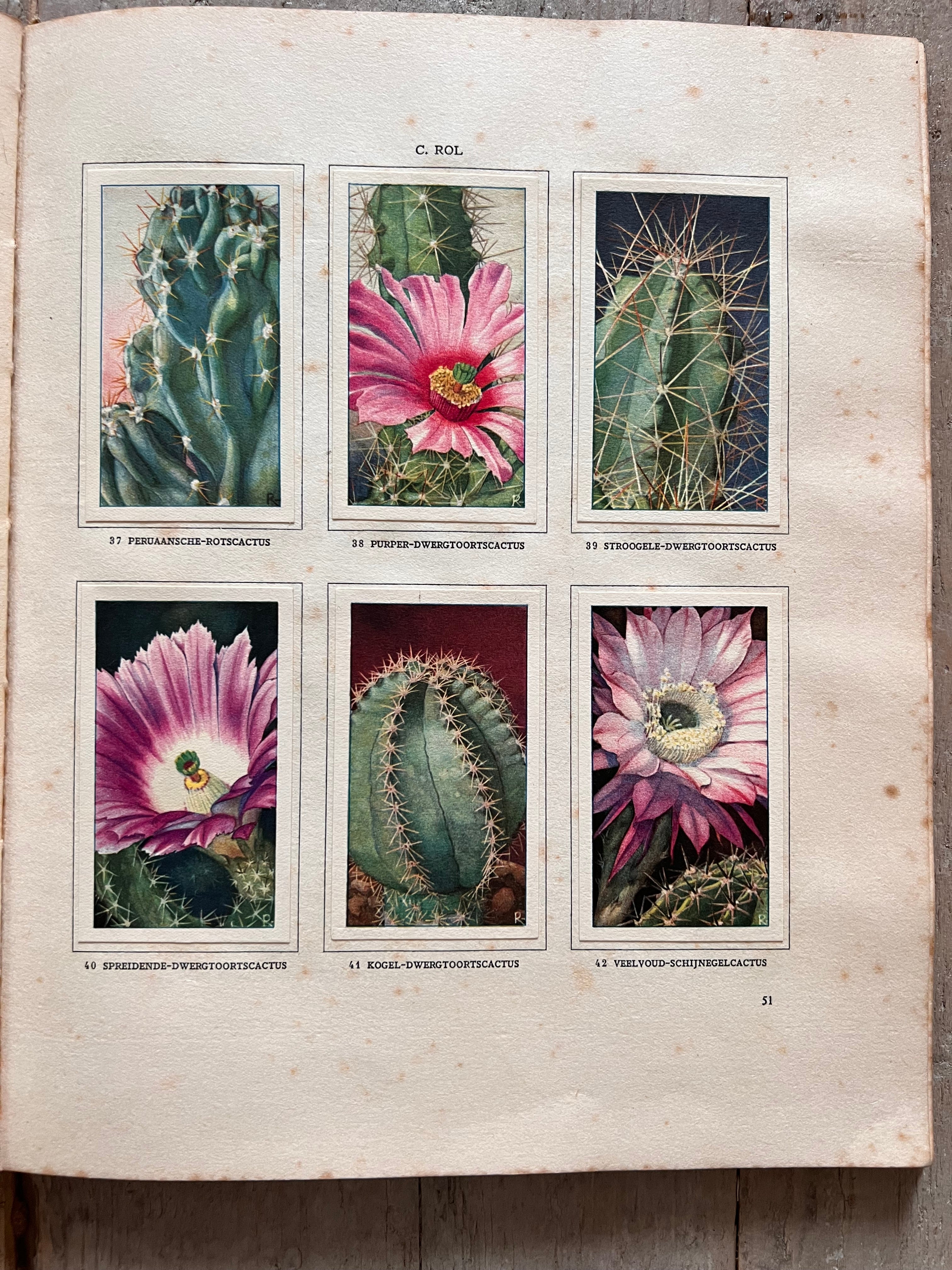 Verkade plaatjesboek Cactussen