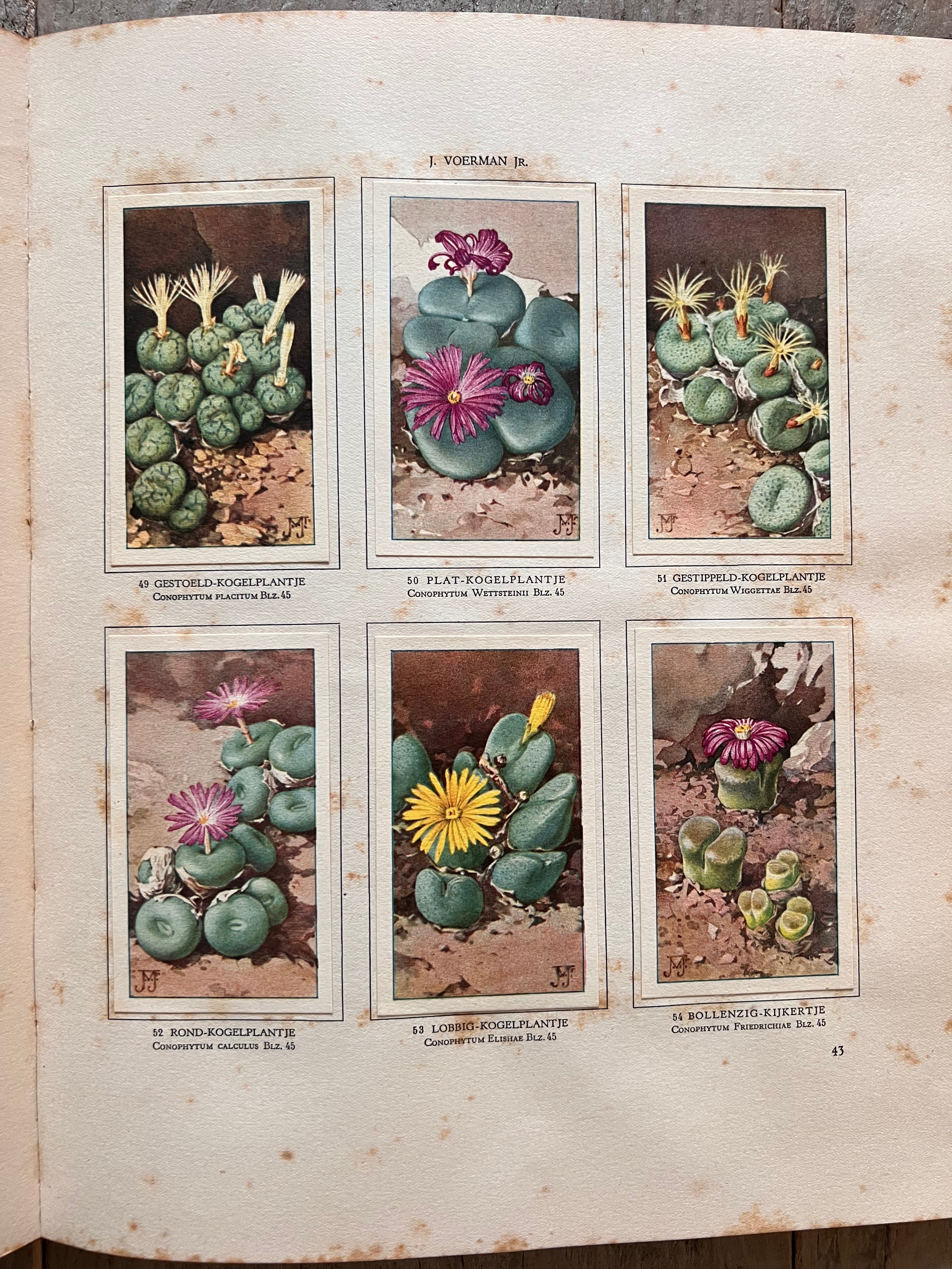 Verkade plaatjesboek vetplanten