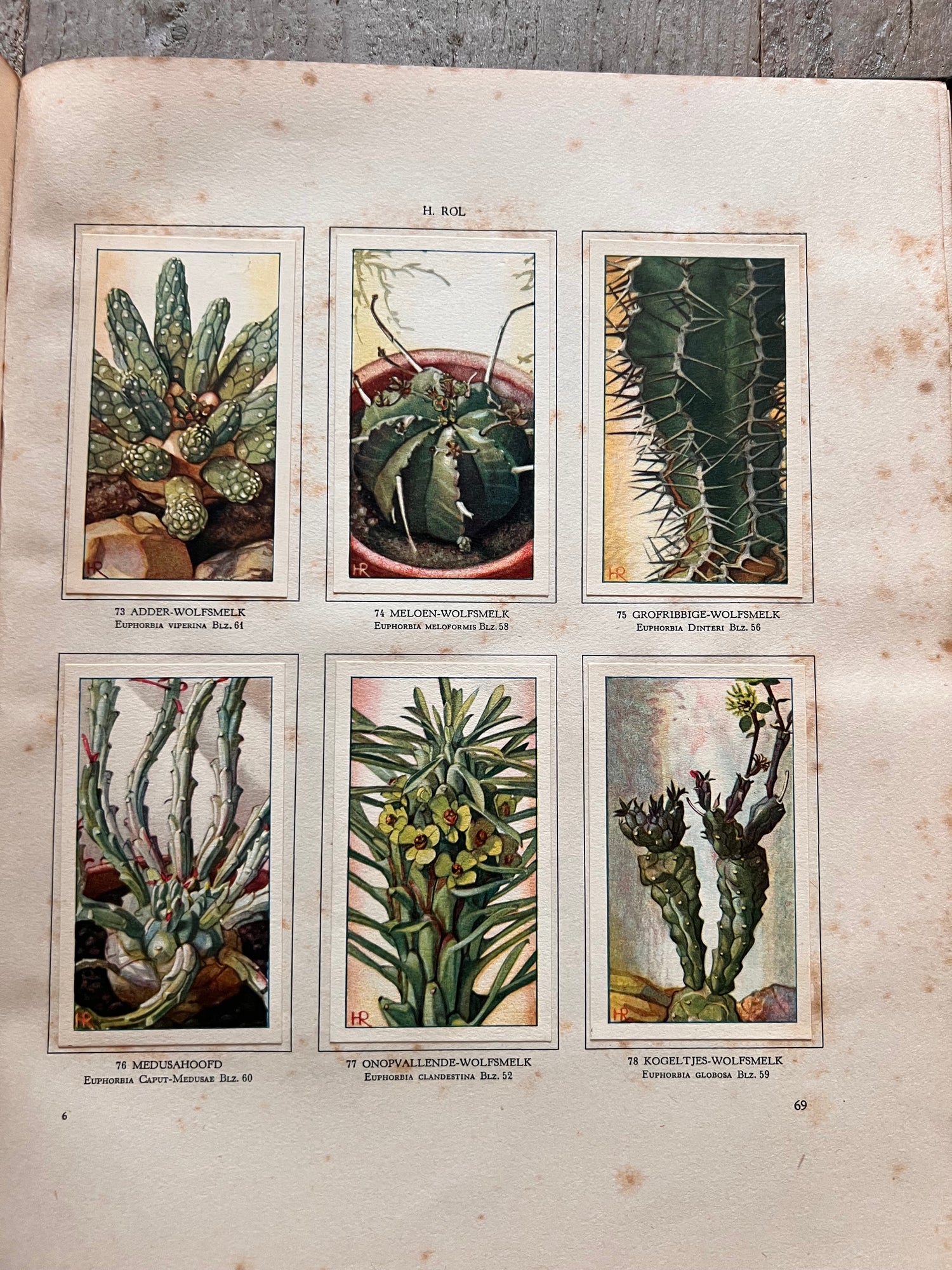 Verkade plaatjesboek Vetplanten