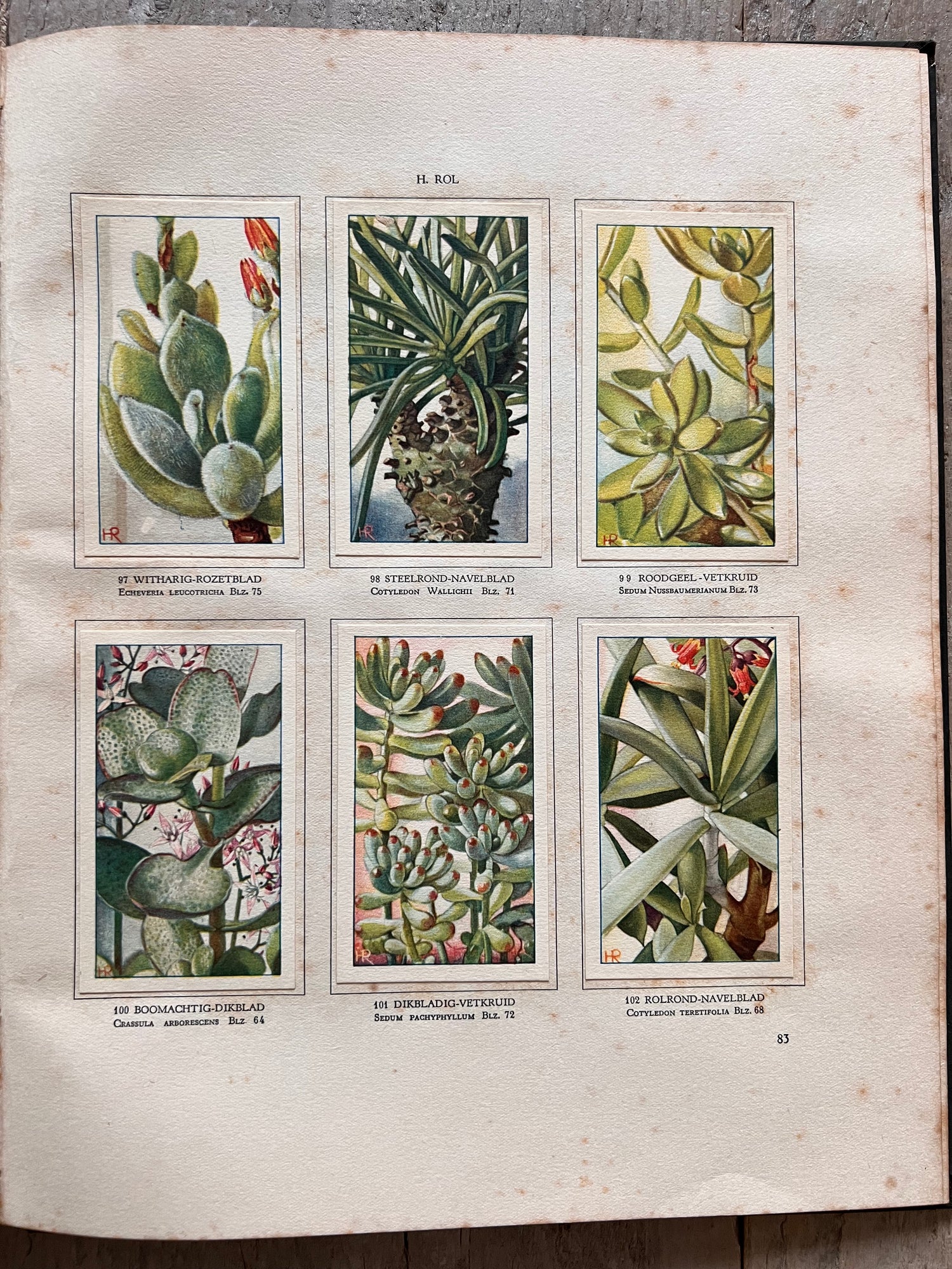 Verkade plaatjesboek Vetplanten
