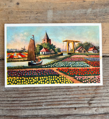 Vintage ansichtkaart bollenvelden
