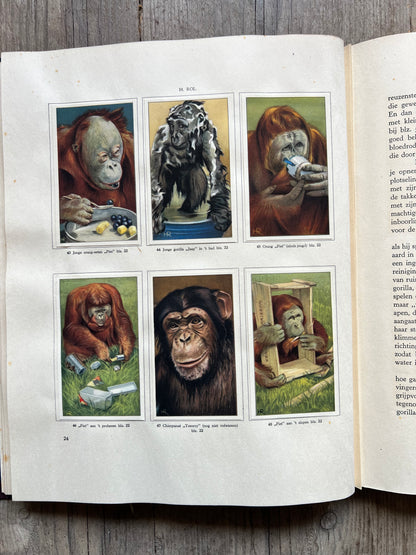 Apen en hoefdieren in Artis Verkade Album