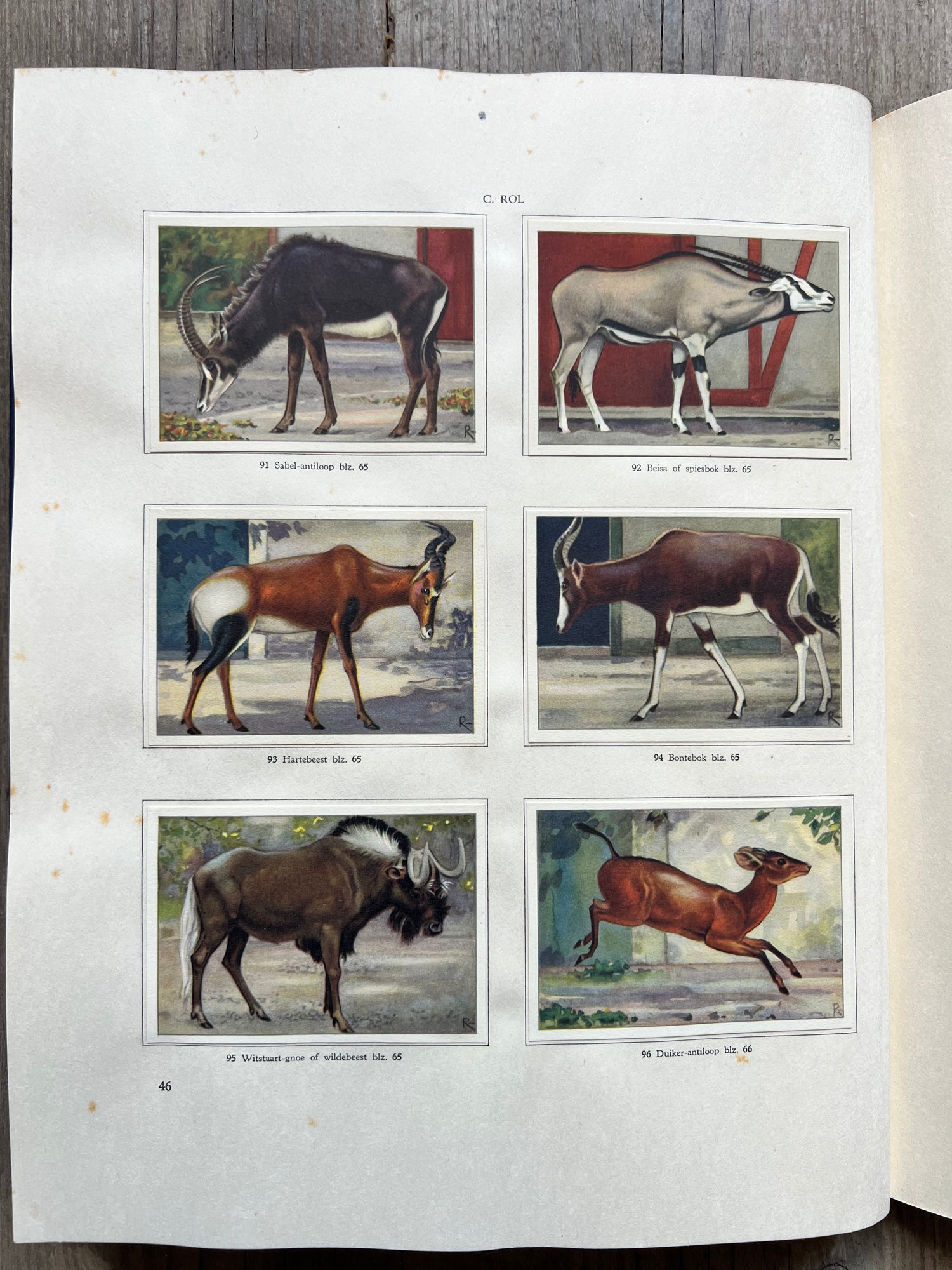 Apen en hoefdieren in Artis Verkade Album