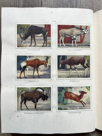 Apen en hoefdieren in Artis Verkade Album