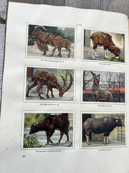 Apen en hoefdieren in Artis