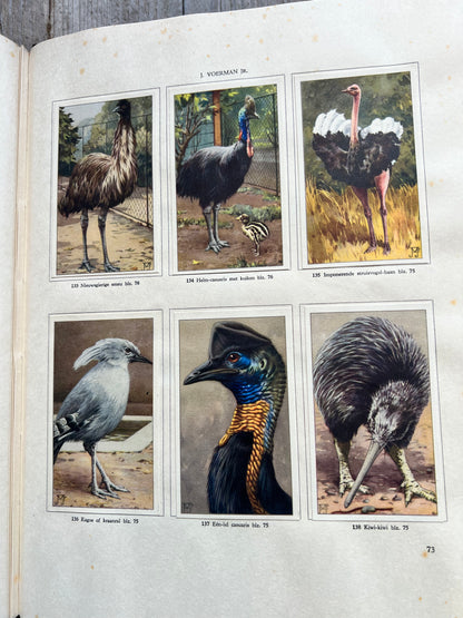 Apen en hoefdieren in Artis