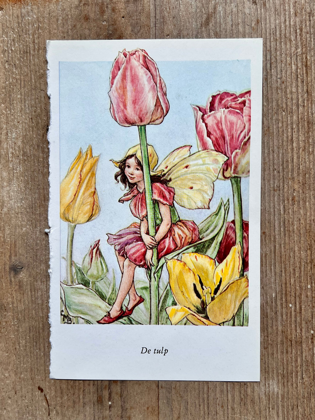 Vintage Flower Fairies illustratie De Tulp