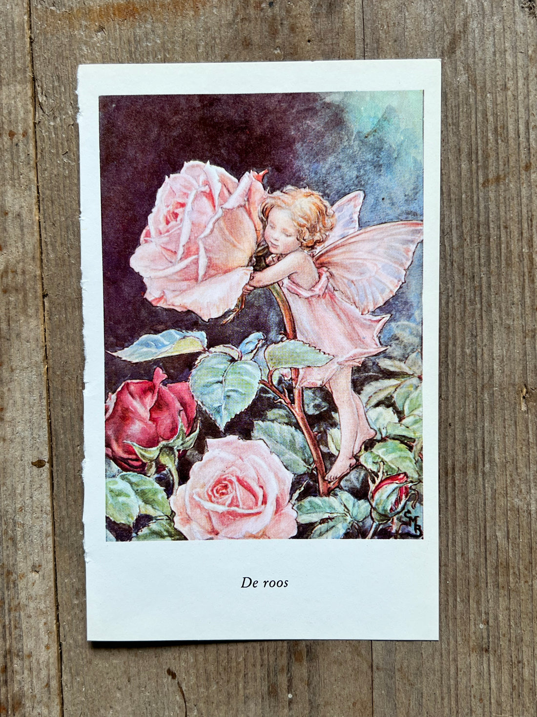 Flower Fairies de roos illustratie