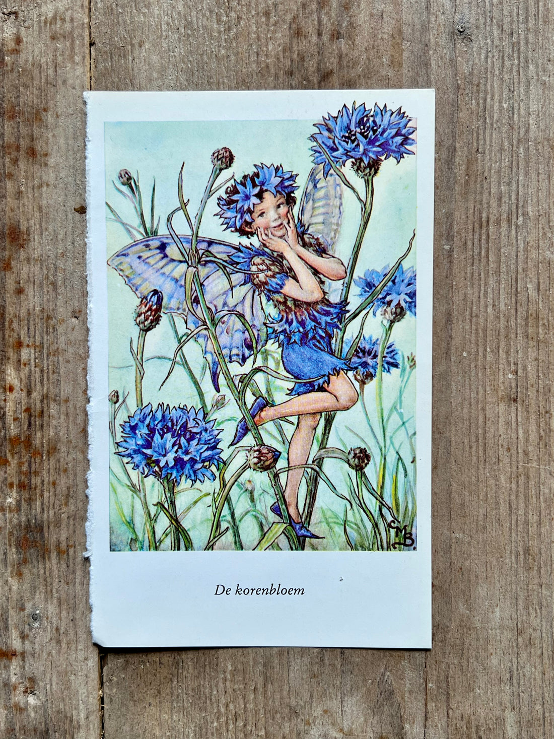 Flower Fairies De Korenbloem