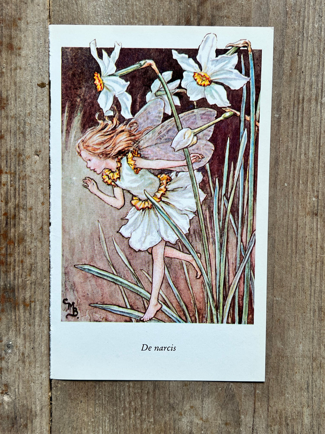 Flower Fairies De narcis