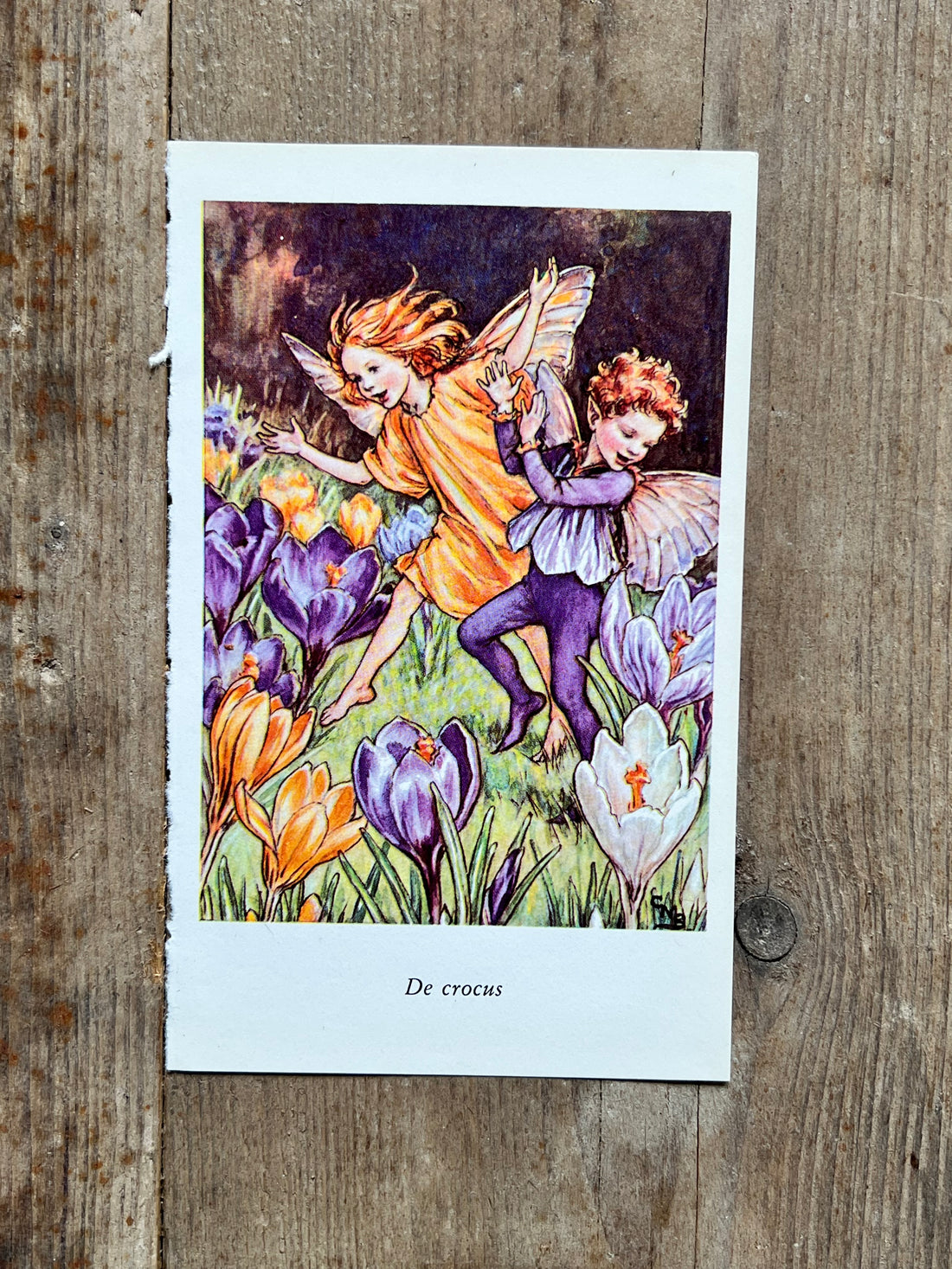 Flower Fairies De crocus