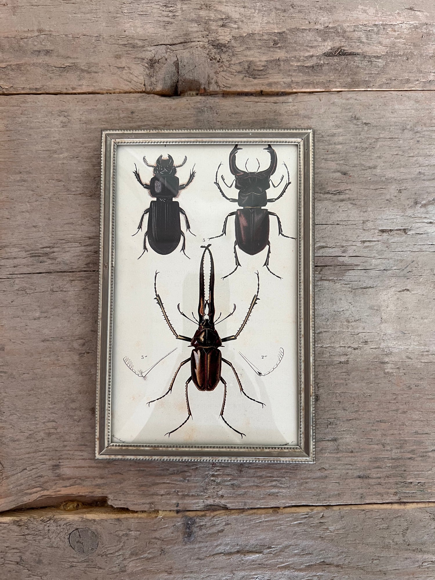 1960s frame with illustration beetles