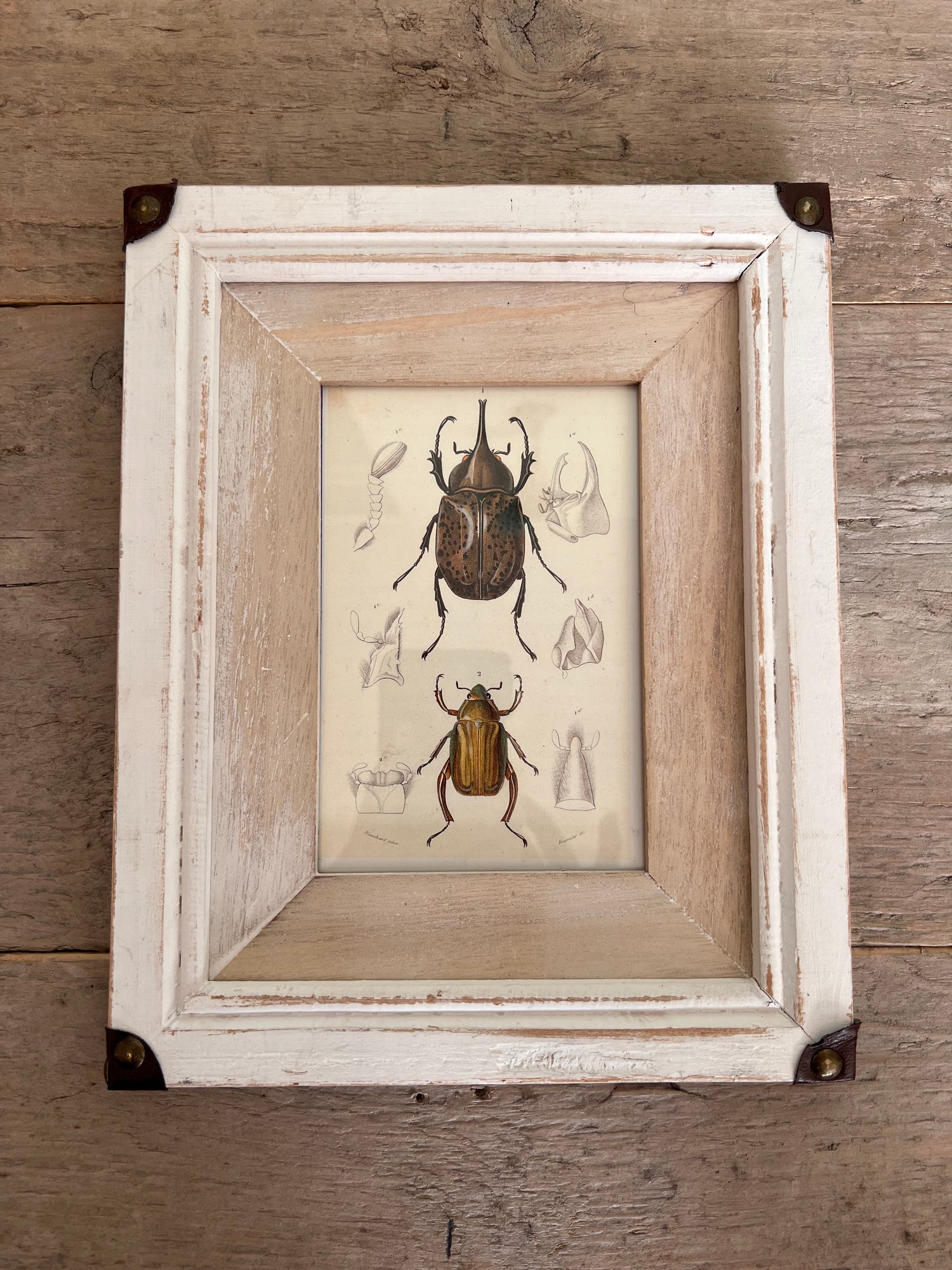 White wooden frame with illustration beetles