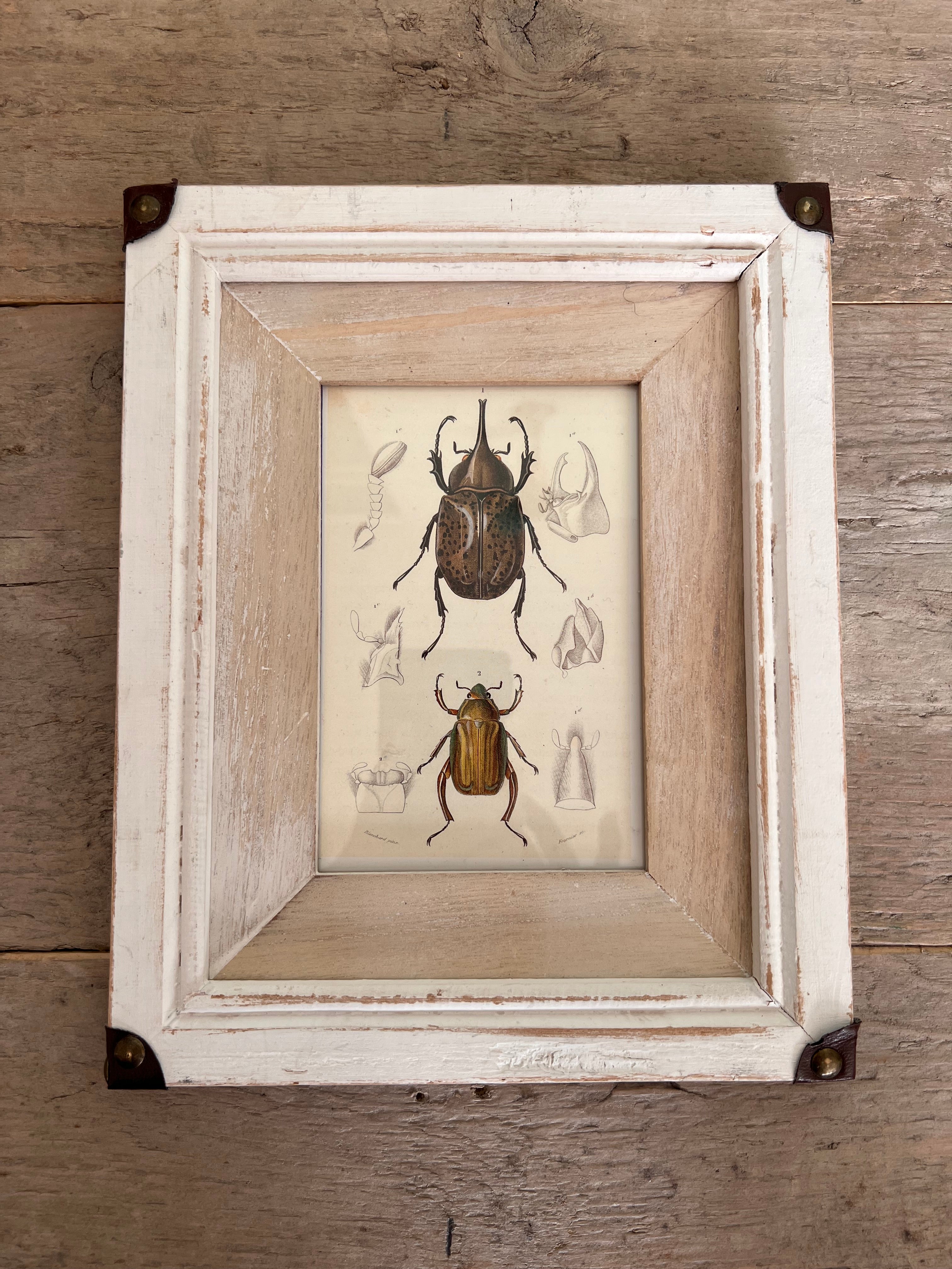 White wooden frame with illustration beetles