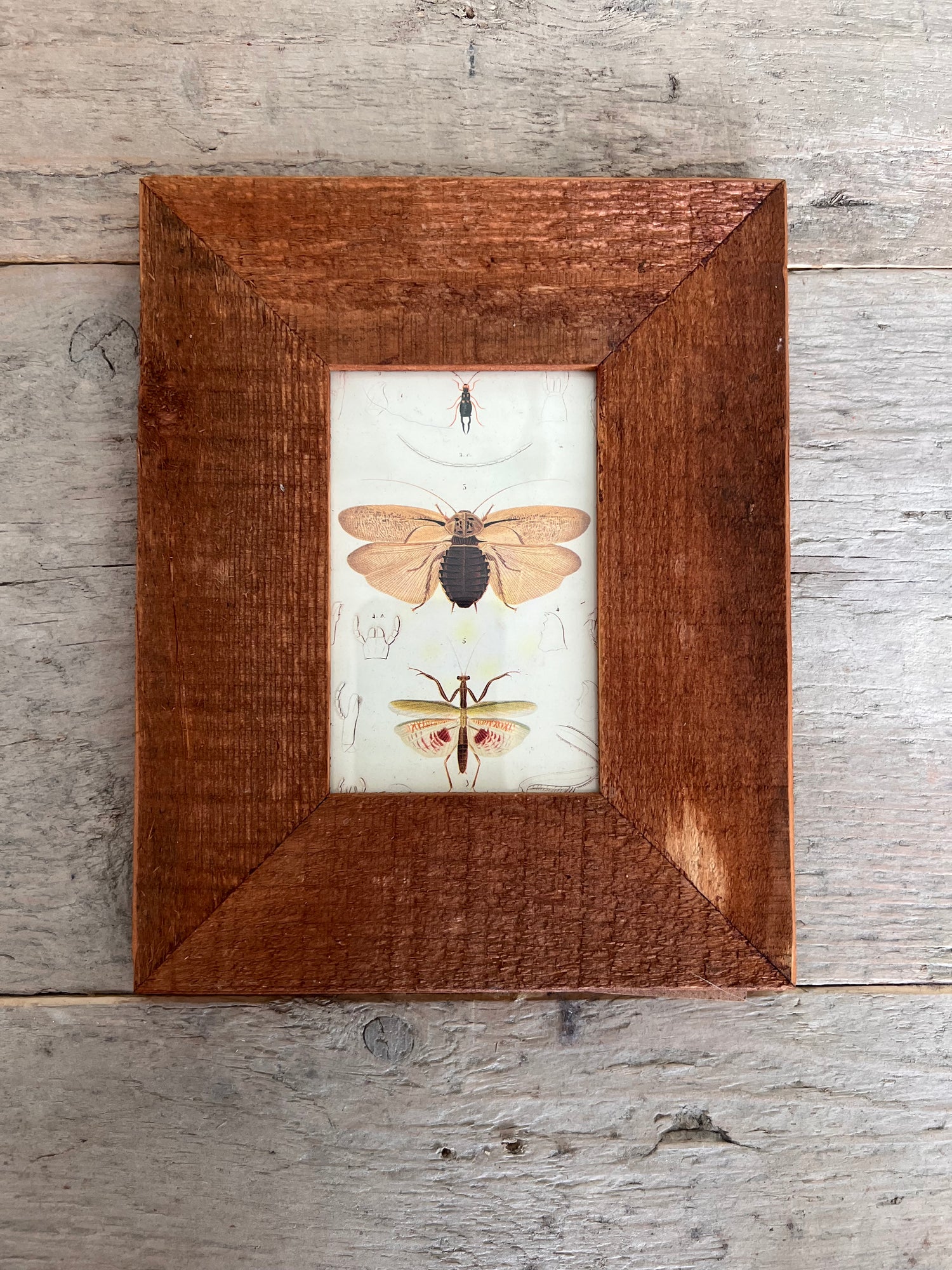 Wooden frame with insect illustration