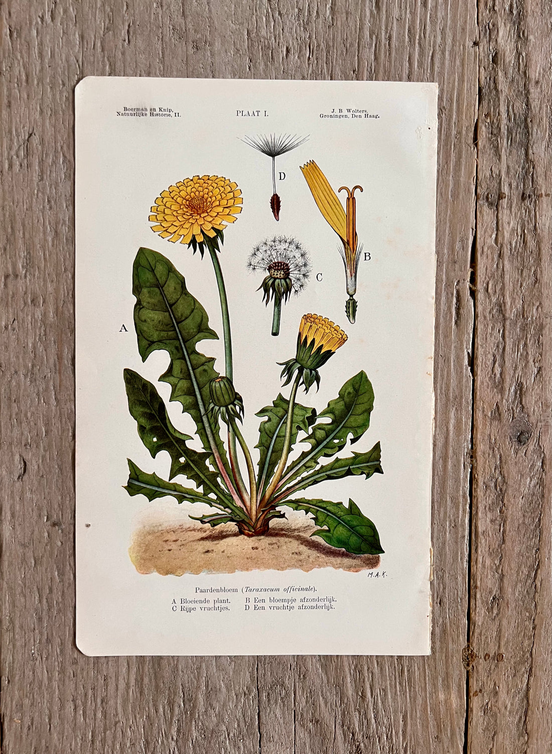 Antique illustration dandelion