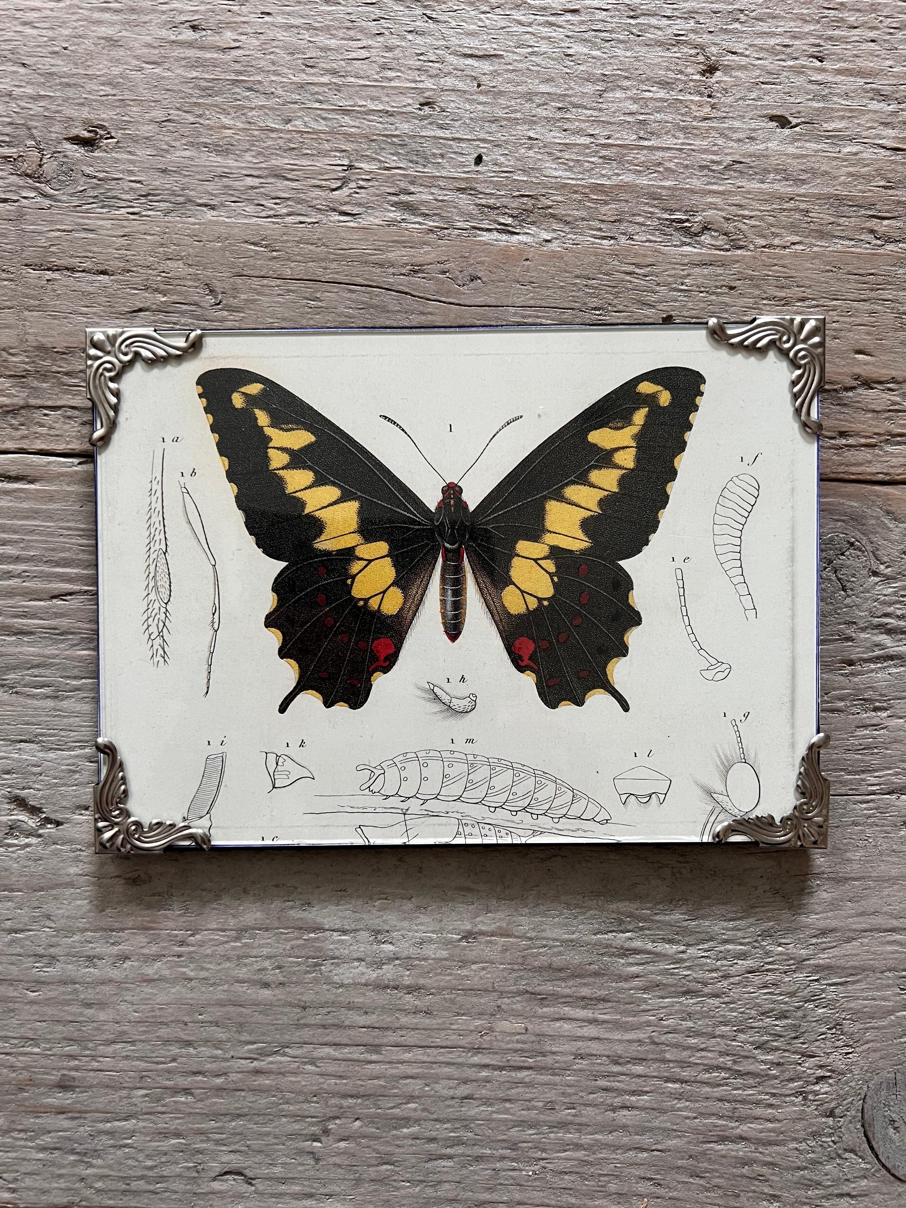 Frame with butterfly illustration