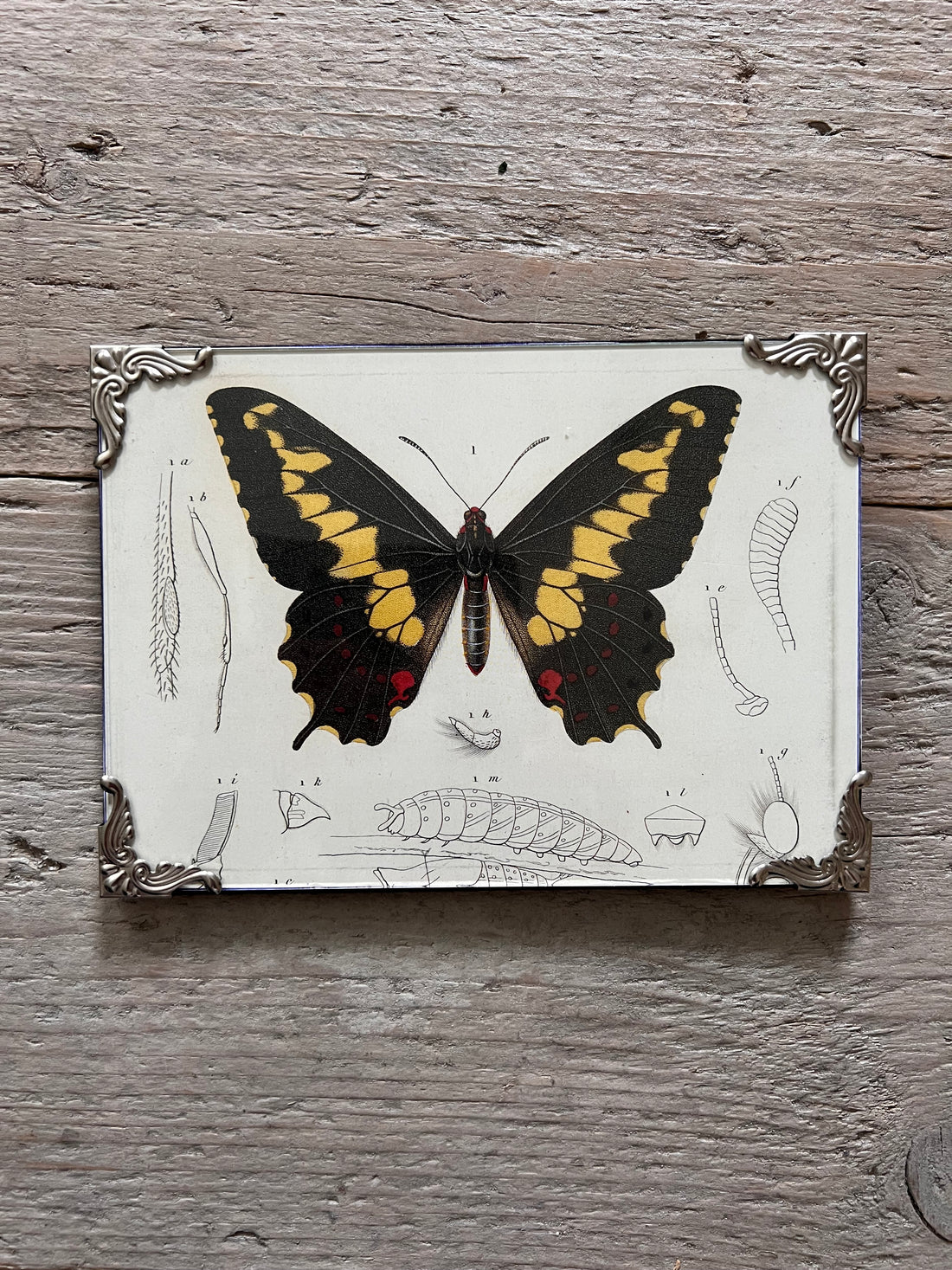 Rahmen mit Schmetterlingsillustration