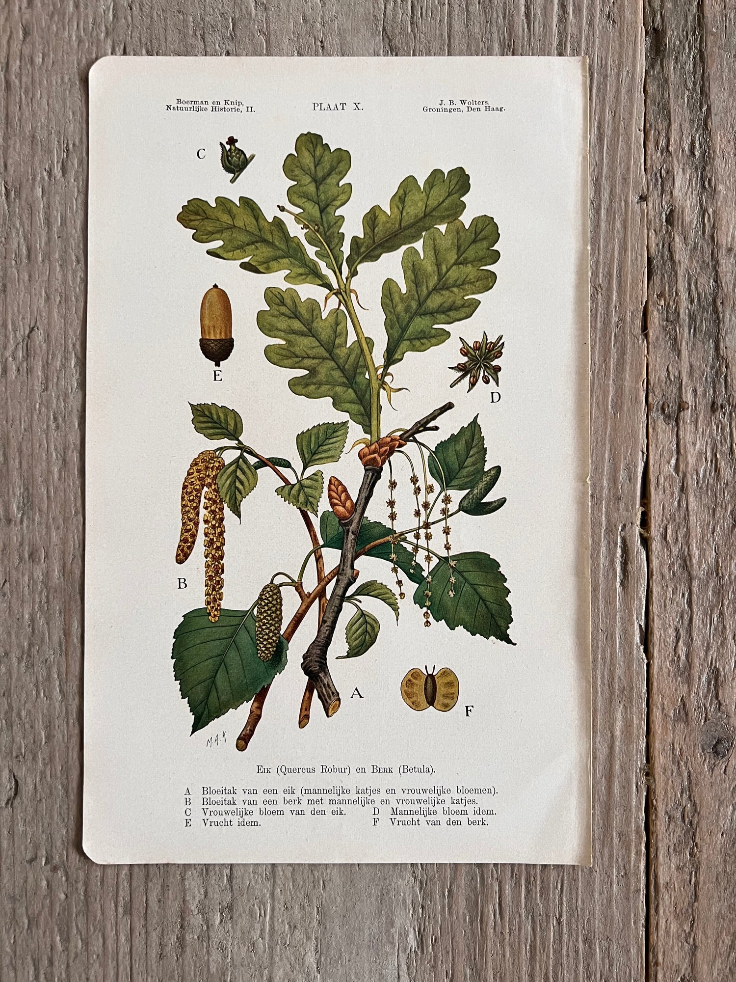 Antique illustration Oak tree