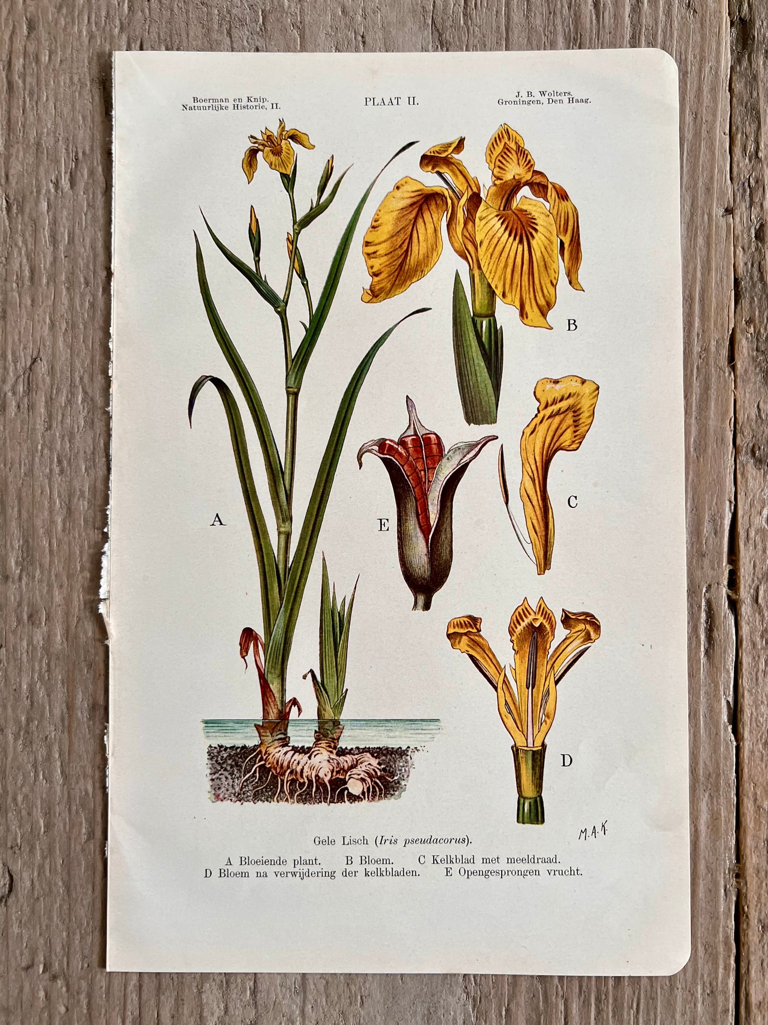 Antieke illustratie Gele Iris