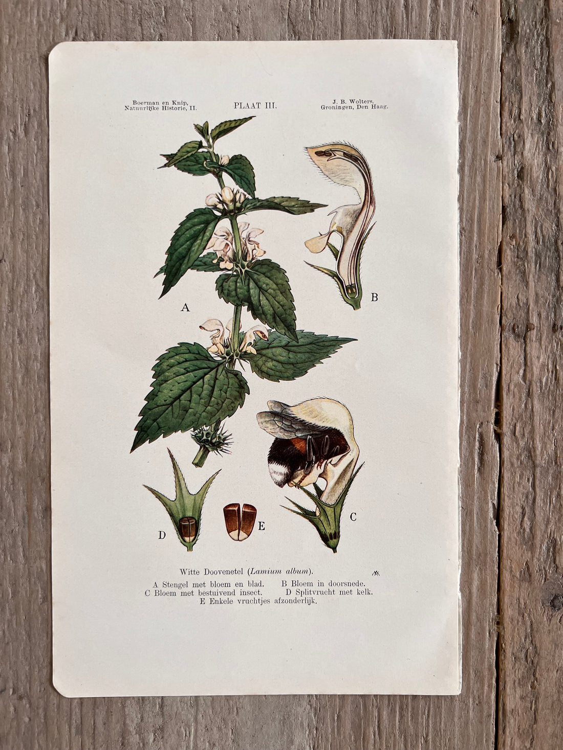 Antique illustration White Dead Nettle