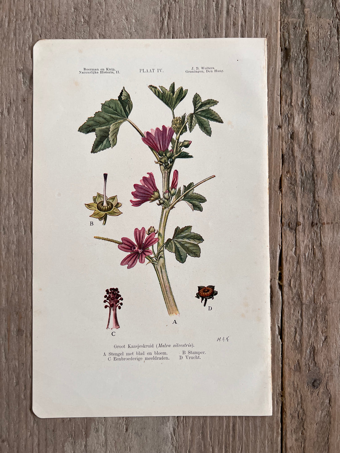 Antique illustration Great Mallow